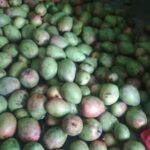Mango from Village